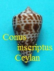 Conus (Graphiconus) inscriptus, Reeve 1843 (RKK 169)